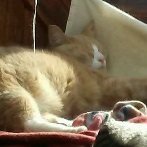 Meet your Posher, Cheryl